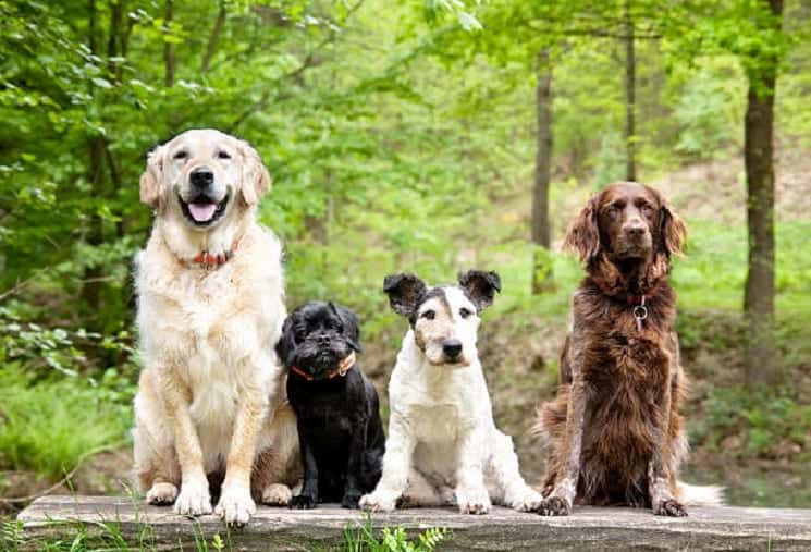 best dog breeds for seniors and retirees